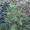 Strawberry Banana Grape Feminized Seeds