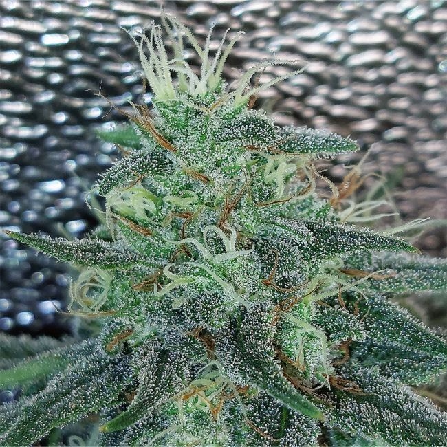 Strawberry Banana Grape Feminized Seeds