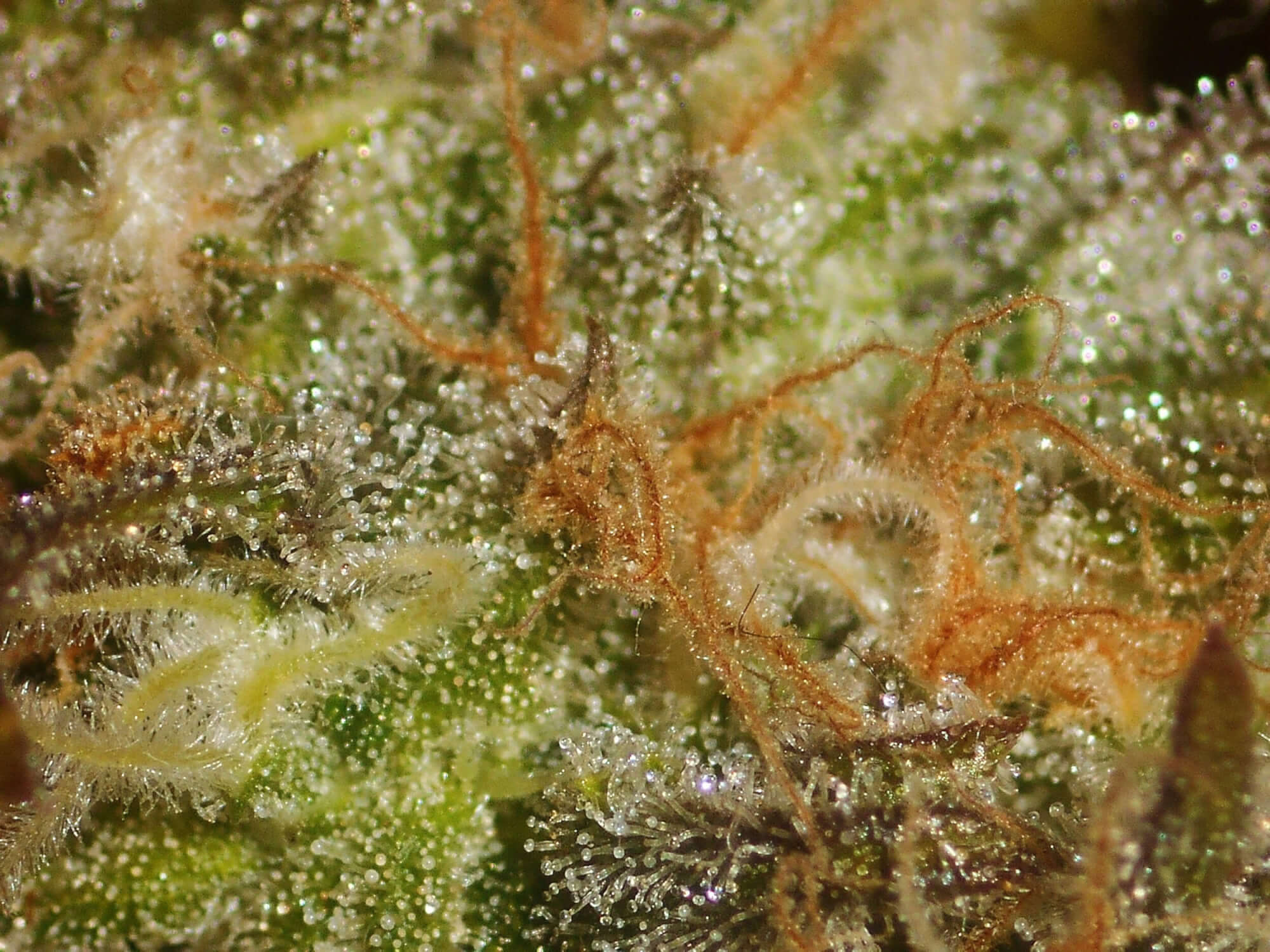 Buy Mazari Feminized Seeds by Seedsman in America - Image 2