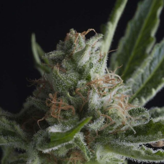 Shark Feminized Seeds