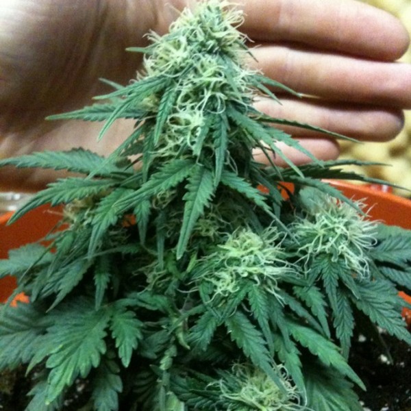 Auto Short Rider Feminized Seeds