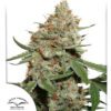 Skunk #11 Feminized Seeds