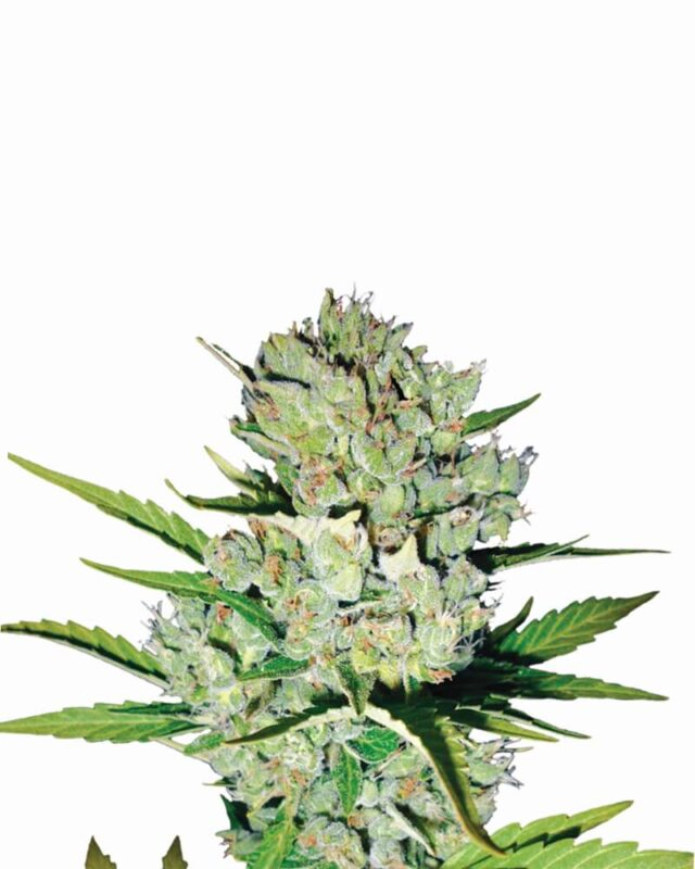 Skunk #1 Auto Feminized Seeds