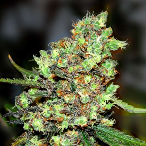 Skunk #1 Feminized Seeds