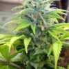 Skunk #11 Feminized Seeds