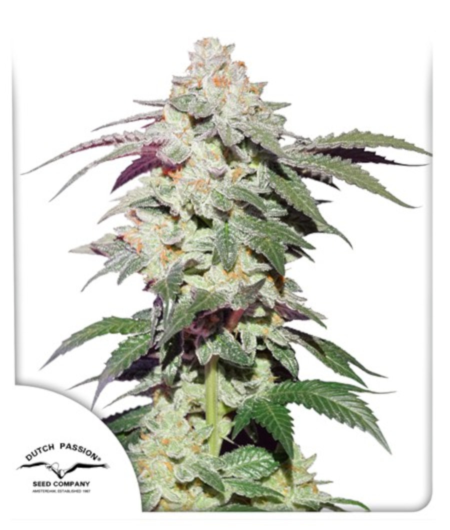 Skywalker Haze Feminized Seeds