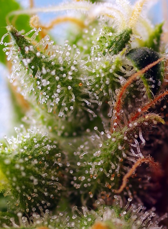 skywalker-og-runtz-xl-auto-2