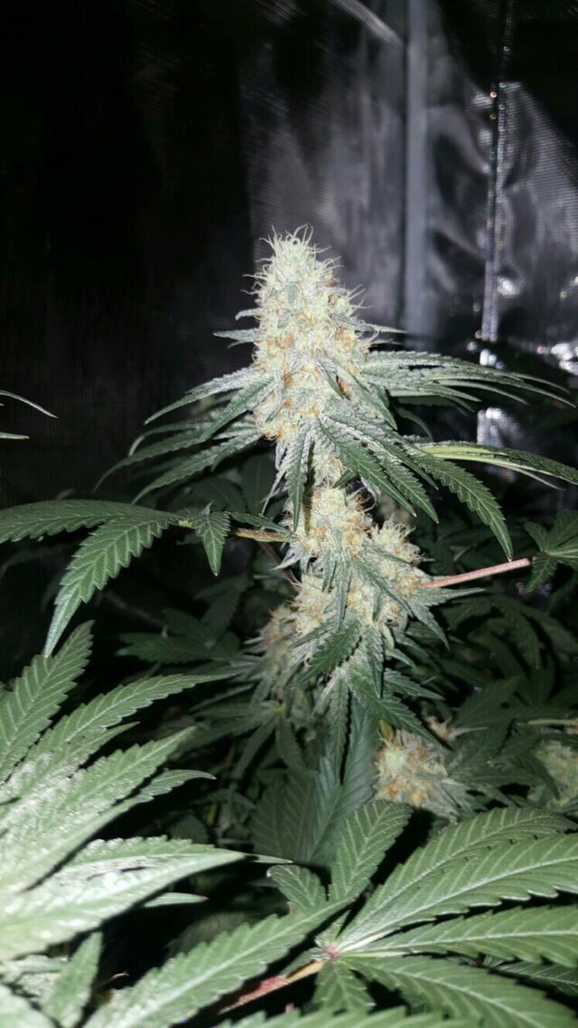 Skywalker Auto Feminized Seeds