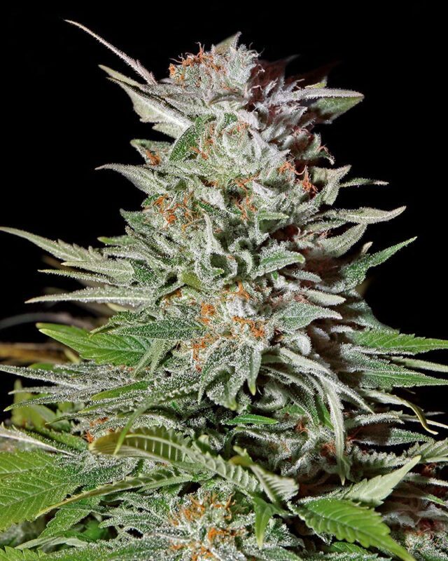 Super Lemon Haze Auto Feminized Seeds