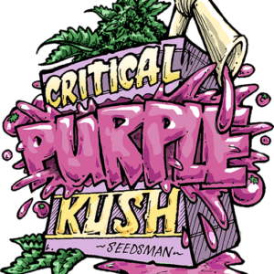 Critical Purple Kush Feminized Seeds