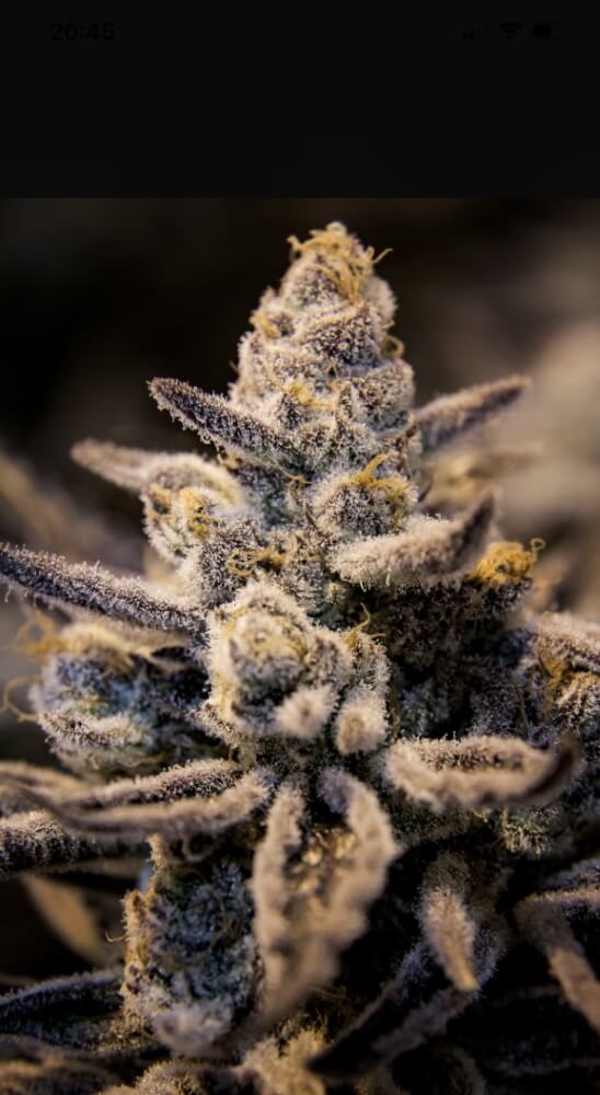 sman-fueldog-fem