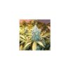 Snow White Feminized Seeds