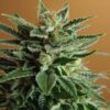 Buy Snow White Feminized Seeds by Nirvana in America - Image 2