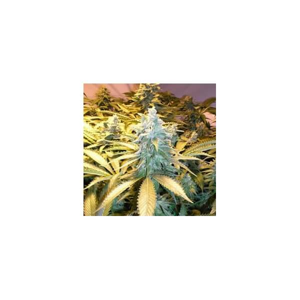 Snow White Feminized Seeds