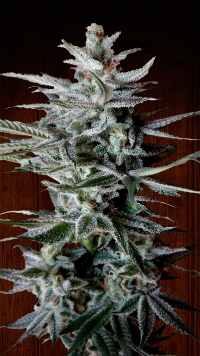 Snow Moon Regular Seeds