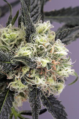 Snow Bud Feminized Seeds