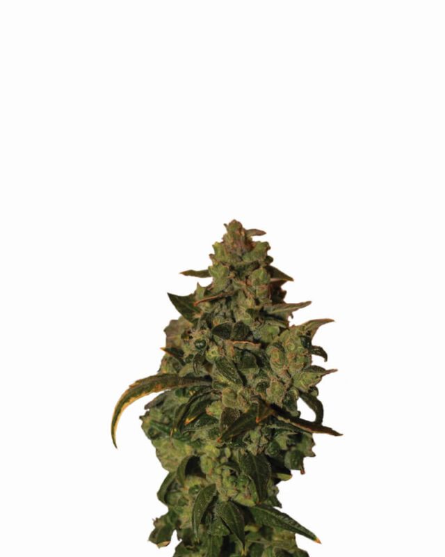 Somango XXL Auto Feminized Seeds