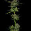Sour Apple Auto Feminized Seeds