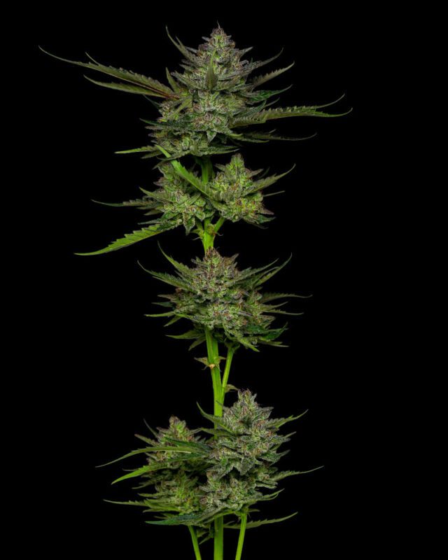 Sour Apple Auto Feminized Seeds