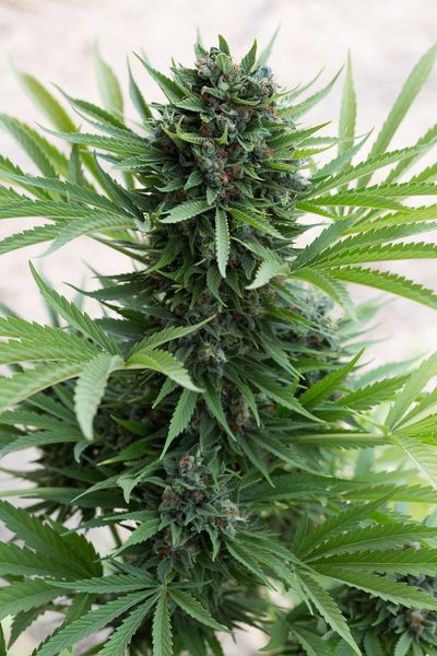 Sour Diesel Auto Feminized Seeds