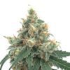Buy Sour Stomper Auto Feminized Seeds by Mephisto Genetics in America - Image 2
