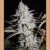 Sour Stomper Auto Feminized Seeds