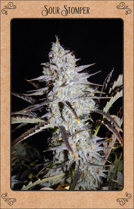 Sour Stomper Auto Feminized Seeds