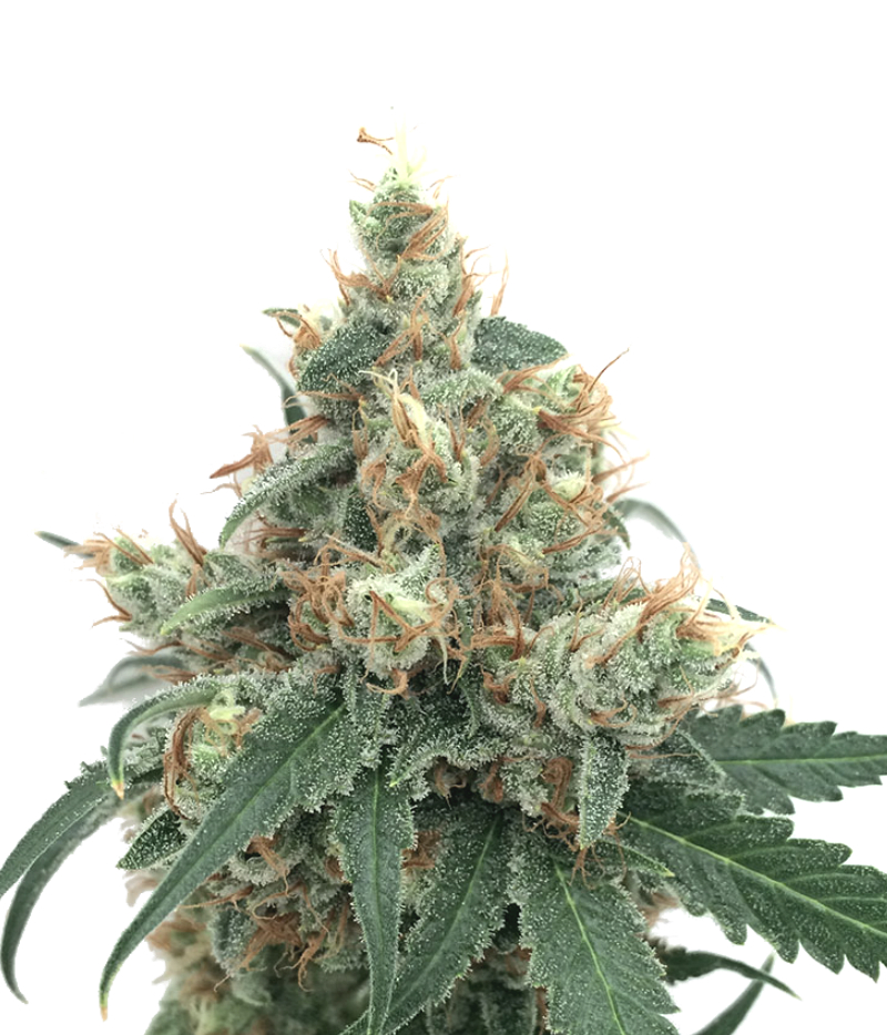 Buy Sour Stomper Auto Feminized Seeds by Mephisto Genetics in America ...