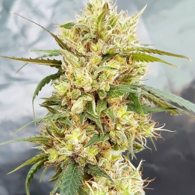 Sour Tangie Feminized Seeds