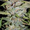 Sour Crack Auto Feminized Seeds