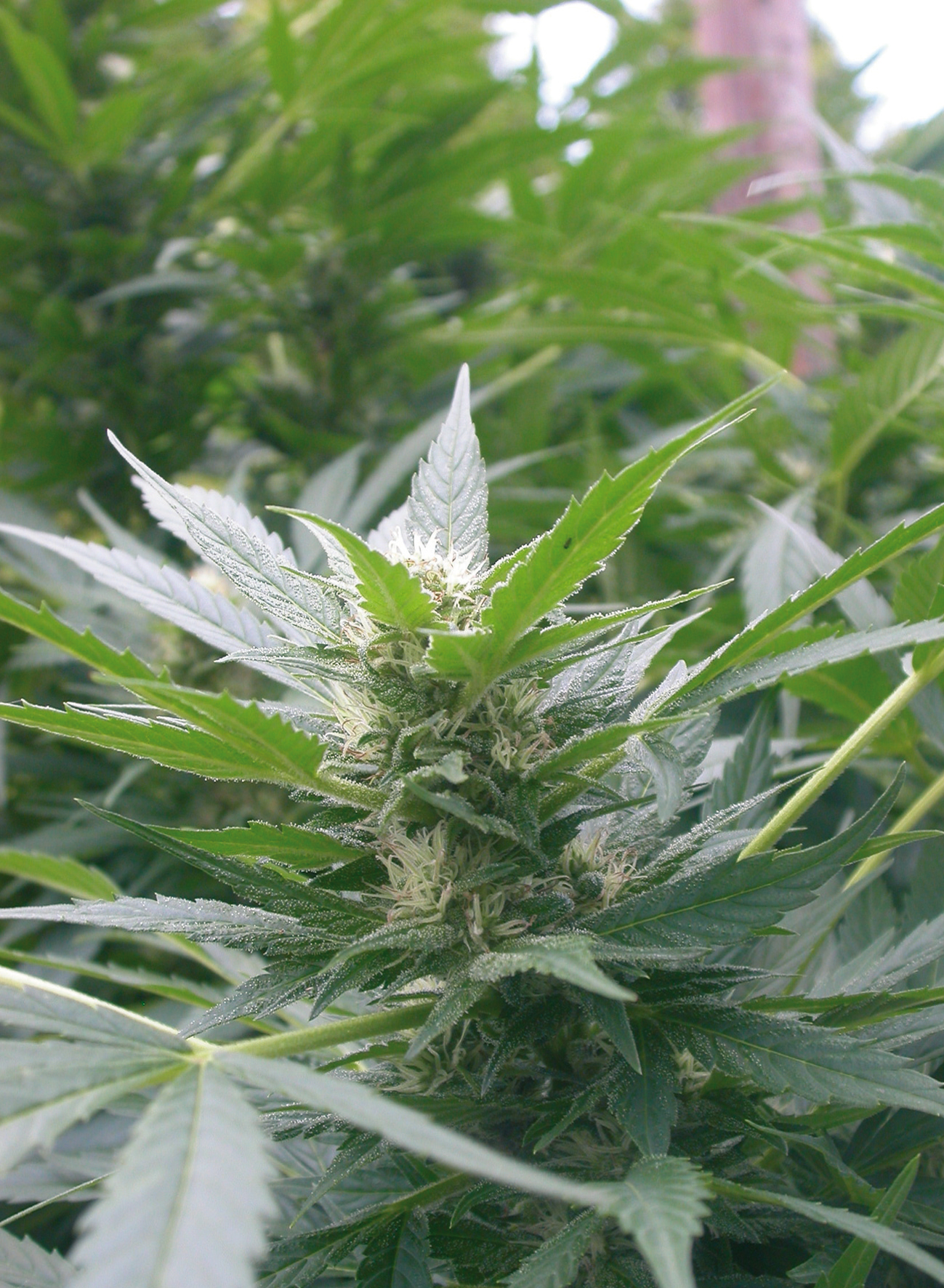Special Kush #1 Feminized Seeds Special Kush #1 Feminized Seeds