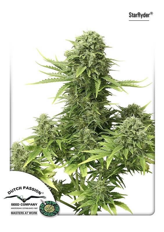 StarRyder Auto Feminized Seeds