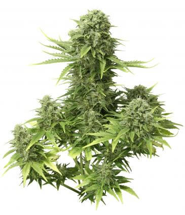 StarRyder Auto Feminized Seeds