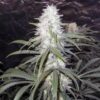 Buy Sterling Haze Feminized Seeds by Nirvana in America - Image 2
