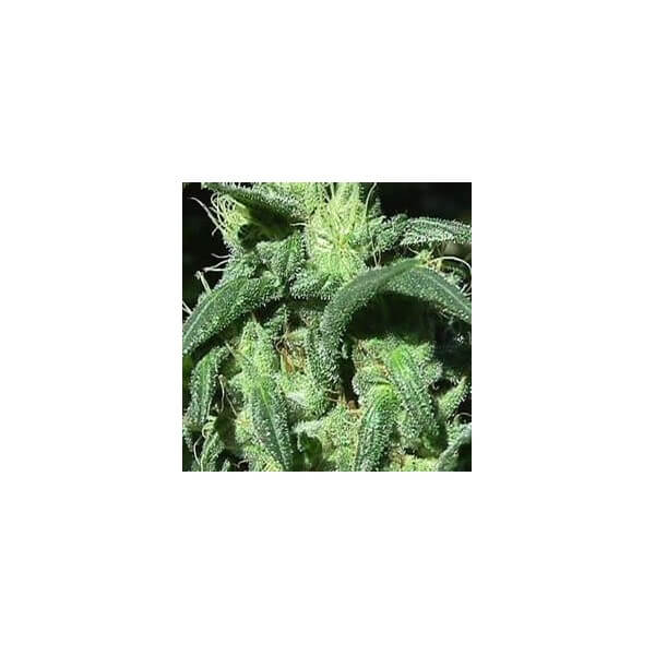 Sterling Haze Feminized Seeds