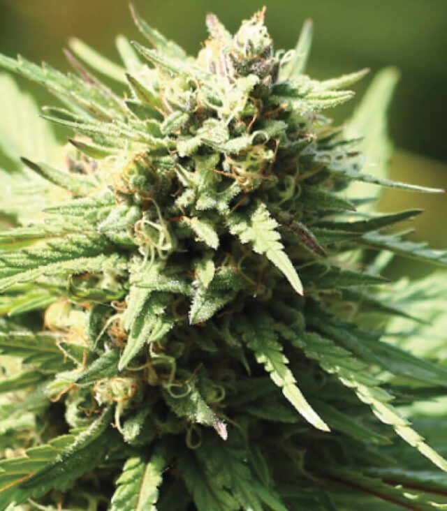 Slightly Stoopid Fruits Feminized Seeds