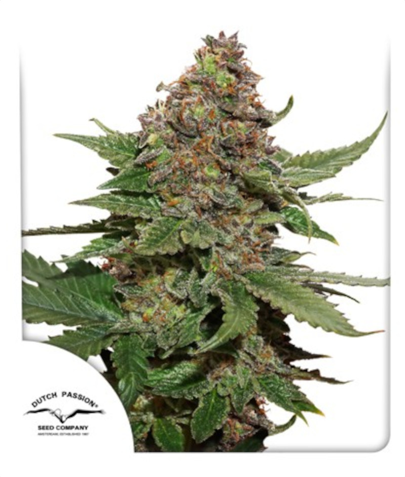 Buy Strawberry Cough Feminized Seeds by Dutch Passion in America ...