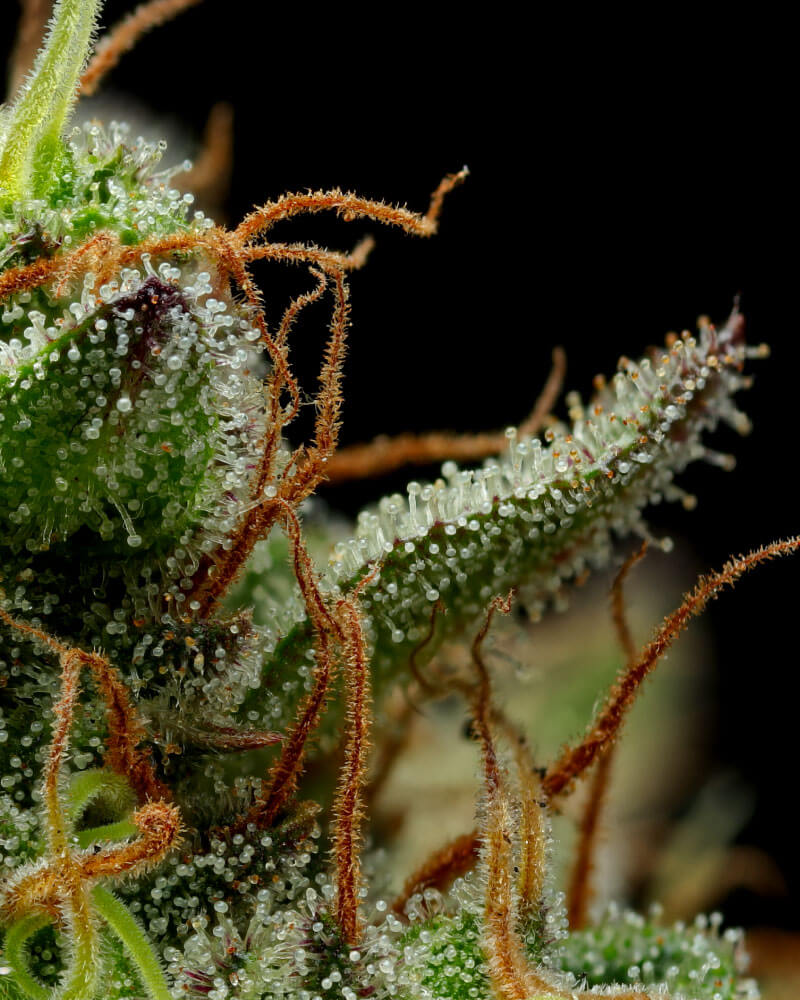 strawberry-cheesecake-2-reg