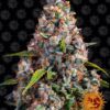 Strawberry Cheesecake Auto Feminized Seeds