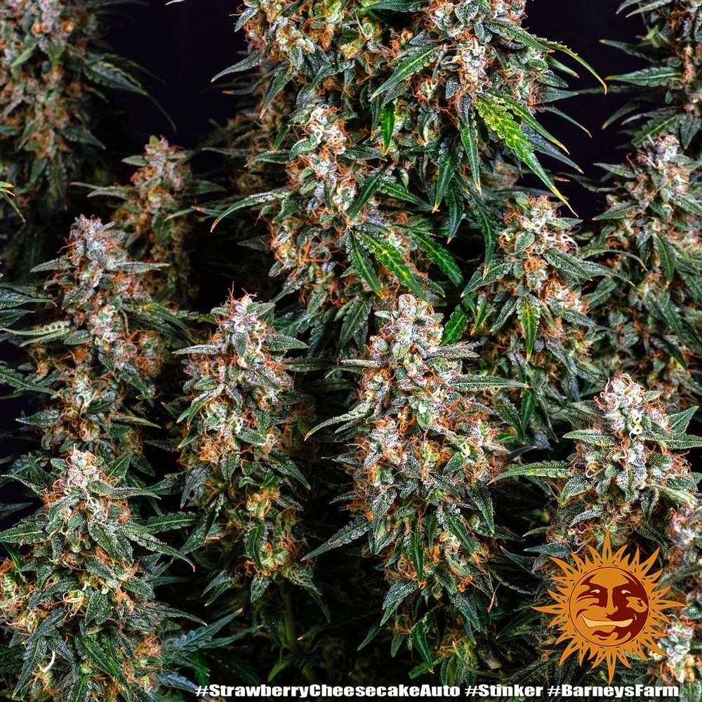 strawberry-cheesecake-auto-2
