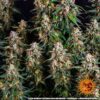 Strawberry Cheesecake Auto Feminized Seeds