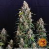 Strawberry Cheesecake Auto Feminized Seeds