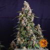 Strawberry Cheesecake Auto Feminized Seeds