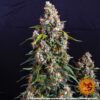 Strawberry Cheesecake Auto Feminized Seeds