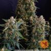 Strawberry Cheesecake Auto Feminized Seeds