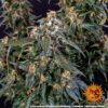 Strawberry Cheesecake Auto Feminized Seeds