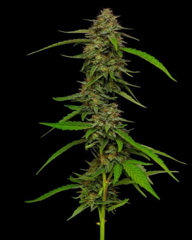 Strawberry Cheesecake Feminized Seeds