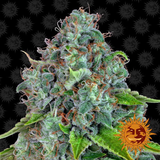 Strawberry Lemonade Feminized Seeds