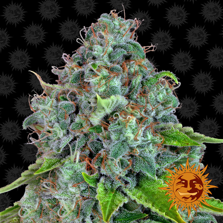 Strawberry Lemonade Feminized Seeds