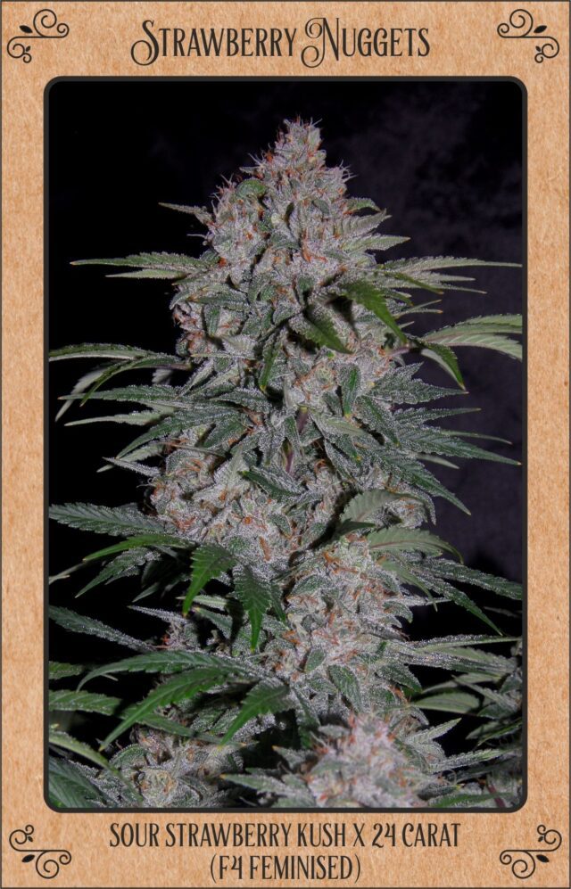 Strawberry Nuggets Auto Feminized Seeds